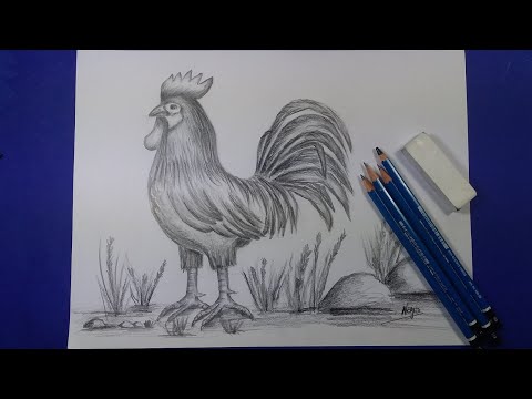 تعلم الرسم تقنية الترميد المتدرج رسم ديك كنموذج Dessin Et Dégradation Par Le Crayon