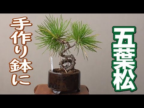 手作り鉢に許可なく五葉松を植える - YouTube