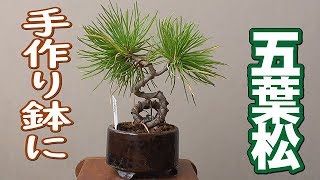 手作り鉢に許可なく五葉松を植える - YouTube