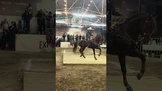 Primer lugar Expogan Sonora 2026 categoría pro 🔥🐴🤠