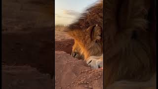 Warthog Vs Lion Funny Moments