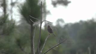 Bachman's Sparrow