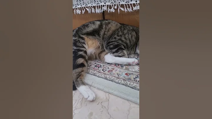 Video 8787791: kitty catlover cutecat funnycats, cutecat meow funnycat catlover, pets catlover cutecat funnycat, kitten cutecat catlover funnycats, cats catlover cutecat funnycats, kitty catlover cute funnycats, catlover funny kitty cutecat