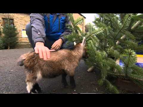 Cute baby Benjamin the orphan pygmy goat in Yorkshire England