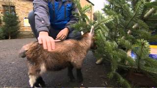 Cute baby Benjamin the orphan pygmy goat in Yorkshire England