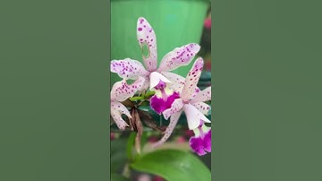 Boost Your Video Editing Skills with This Essential Tool