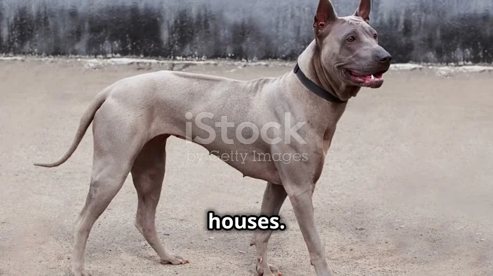 Top 10 Rarest Dog Breeds You’ve Never Heard Of!