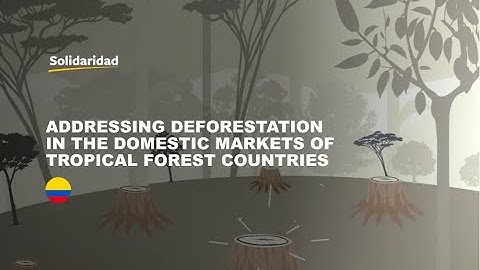 Addressing Deforestation in the domestic markets of tropical forest countries