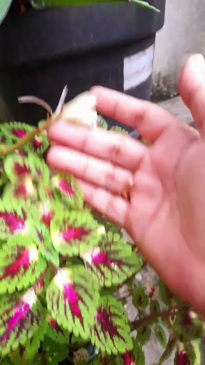 Bunga wijaya kusuma mulai kuncup kembali setelah mekar tadi malam!#bungawijayakusumakuncupkembali