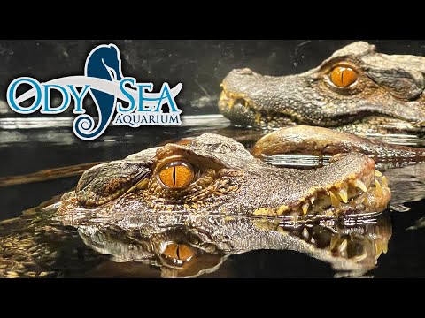 Video: Odysea Aquarium Scottsdale: Tips, billetter, beliggenhed