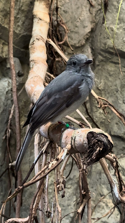 Screaming Piha (Lipaugus vociferans) Calling