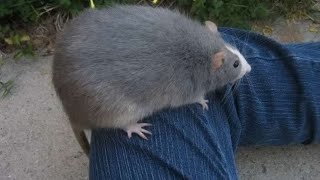 I Got A Bit Hungry Vore