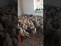 Contact - 9080585501 #all kinds of chick&#39;s available#naatukozhi#gini# gramapriya# chicks for sale