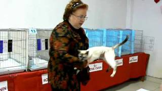 Funny Cat Club - "Кошачий Ля'муррр" в Омске 10 Funny Cat Club - "Кошачий Ля'муррр" в Омске 10