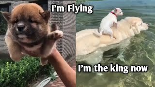 Cute Dogs And Puppies Funny Moments video compilation | Tiktok Puppies And dogs Funny Viral Videos by INDIE VIRAL CONTENT 32 views 3 years ago 5 minutes, 35 seconds