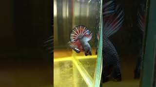 Hmpk Combi Besgel Luxury Bettafish Ikan Cupang Kontes Super Form