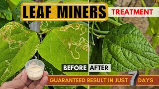 BEST Insecticide for Leaf Miners Treatment &amp; Control | Organic+Chemical | KILL Leaf Miners in 7 Days