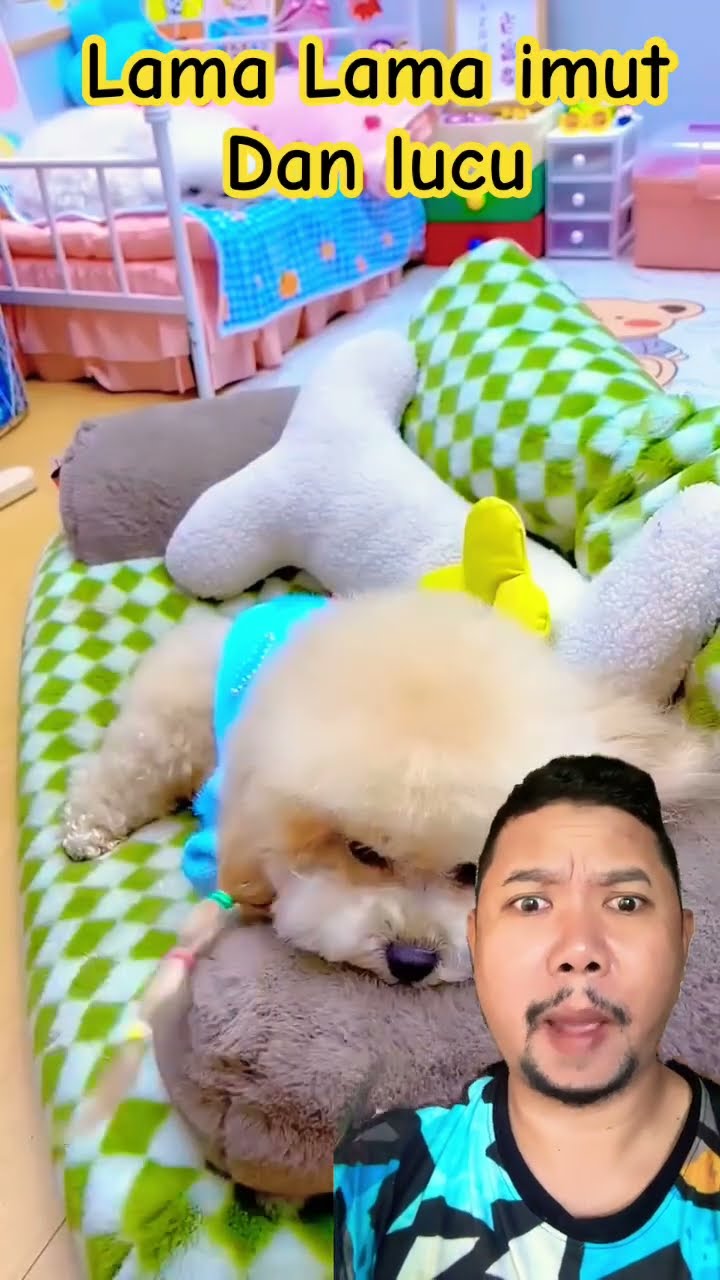 LAMA LAMA KOK CANTIK DAN IMUT!!!?? #dog #usa #cutedog #poodle #funydog1010 #shortsshorts