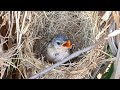 Small baby bird hatch day 15 -  Baby bird can fly and leave the nest