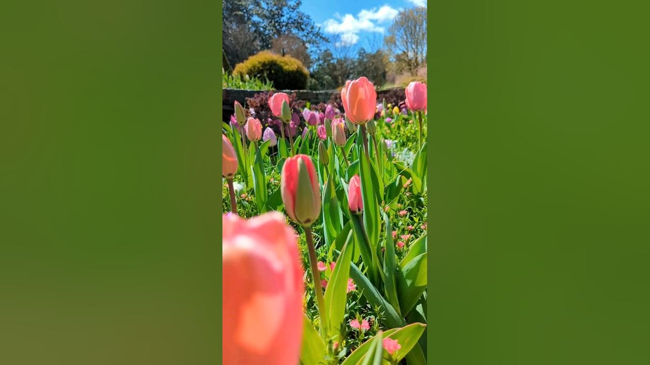 The Beauty of Spring Tulip Garden Virginia D.C. YouTube