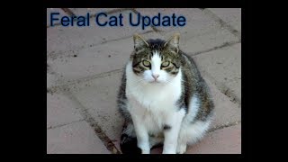 Summer california feral cat update 2018