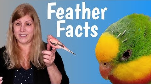 Pin Feathers: What Every Bird Owner Should Know