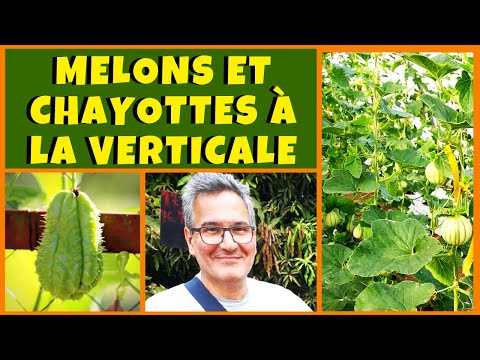 Vidéo: Qu'est-ce qu'un melon de Noël – Faire pousser des melons du Père Noël dans le jardin