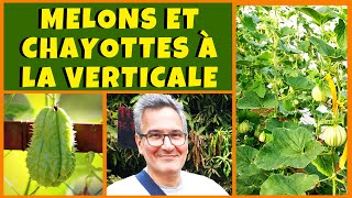 Melons et chayottes : culture à la verticale pour les petits potagers