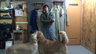 【お知らせ】今年もMA-1を受注生産致しますが・・・！犬ッッッ！！