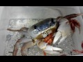 my pet crab eating Dried Shrimp