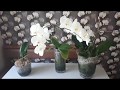 Орхидея отцвела что делать с цветоносом/ как на срезанном цветоносе орхидеи вырастить детку