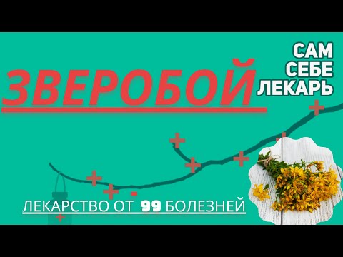 Зверобой -  Замечательное Лекарство От 99 Болезней