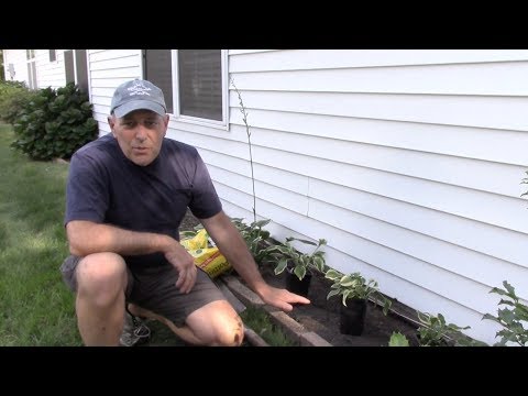 How to plant Hosta