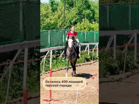 Исчезающая порода: терская. Жеребец Бостон