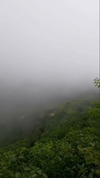 Kebun teh samigaluh kulonprogo baru berkabut #shortvideo #shorts