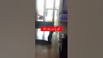 #سورة_الكهف #الرقية_الشرعية #حمزة_بوديب #سورة_البقرة #تحصين #القرآن_الكريم #دعاء_الحاجة #اكسبلور