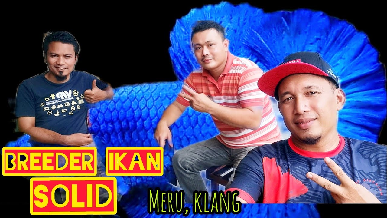 Melawat Breeder Ikan Solid//Super Red Dan Royal Blue//Jemi Betta.