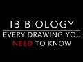 Every ib biology drawing you need to know