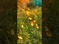 गर्मियों में सबसे ज्यादा फूल देने वाला पौधा 🥰🌷☘️ #flowers #garden #ytshorts #care #tips #plants