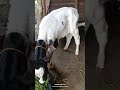 HFcalf🐄👍#foryou #viral #cow #shortvideos #youtubeshorts #ytshort