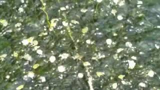 Under water flowers. Way way down in a canyon.