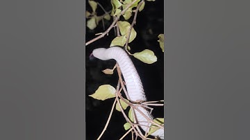 Trắng hơn Ngọc Trinh 😍🥰😁 #cobras #animals #viralvideo #kingkobra