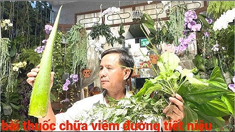 ai bị viêm đường tiết niệu hãy tìm ngay 4 bài thuốc này , hiệu quả rất cao !