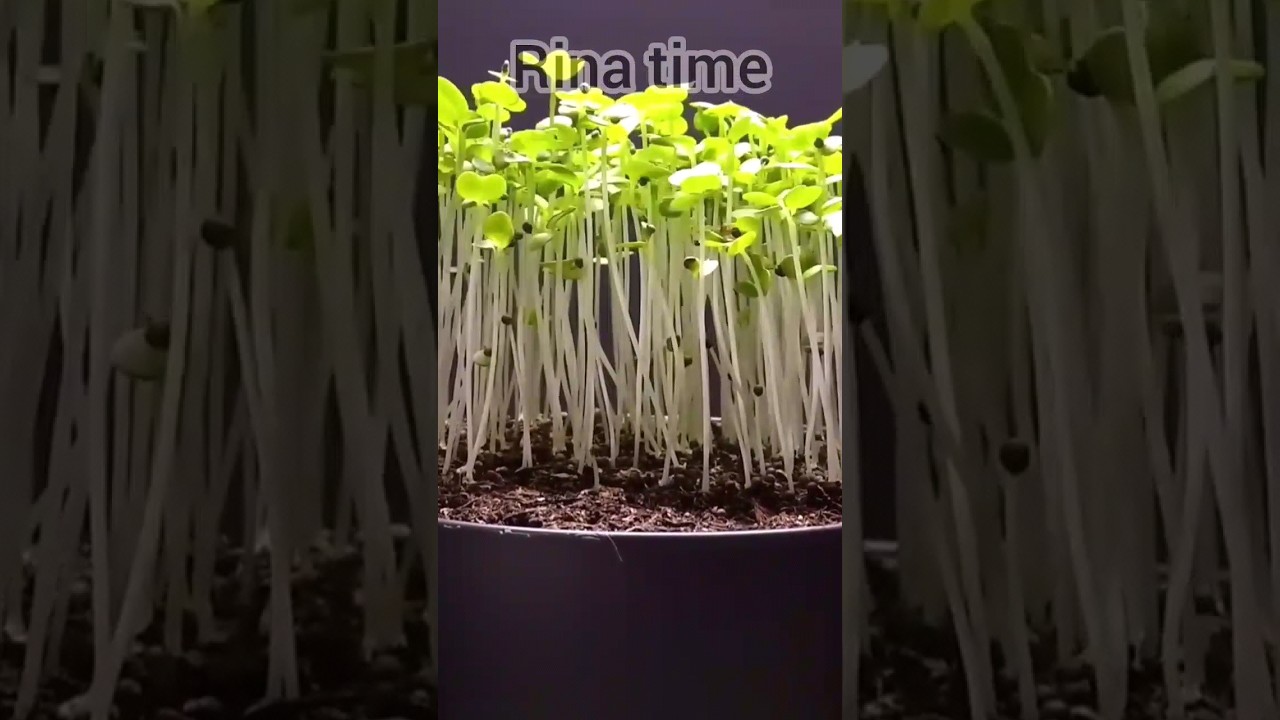 time lapse benih brokoli 
