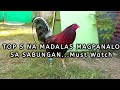 Top5 best gamefowl bloodlines  pinakamalalakas at nagpapanalo na manok