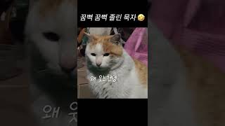 꿈뻑 꿈뻑 졸린 묵자  너무 귀여워요