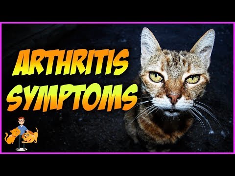 वीडियो: दर्द में बिल्ली - बिल्ली गठिया के लक्षण - बिल्लियों में दर्द