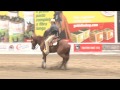Fly fla whiz  driussi paolo derby 2013