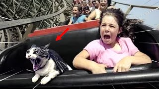 FUNNY CAT MEMES COMPILATION OF 2022 PART 12