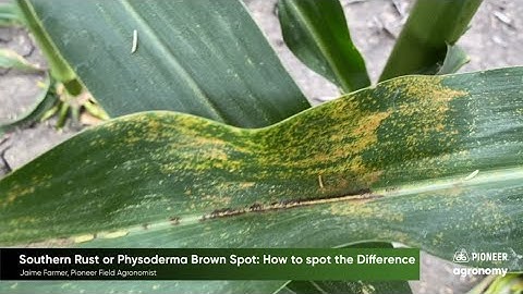 Southern Rust or Physoderma Brown Spot: How to Spot the Difference